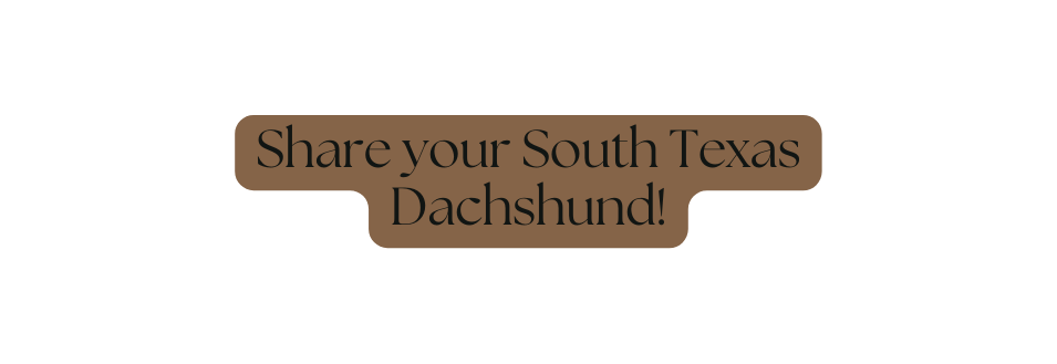 Share your South Texas Dachshund